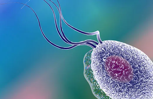 Chlamydia, Gonorrhoea & Trichomoniasis Home Test Kit UK Chlamydia, Gonorrhoea & Trichomoniasis Home Test Kit UK